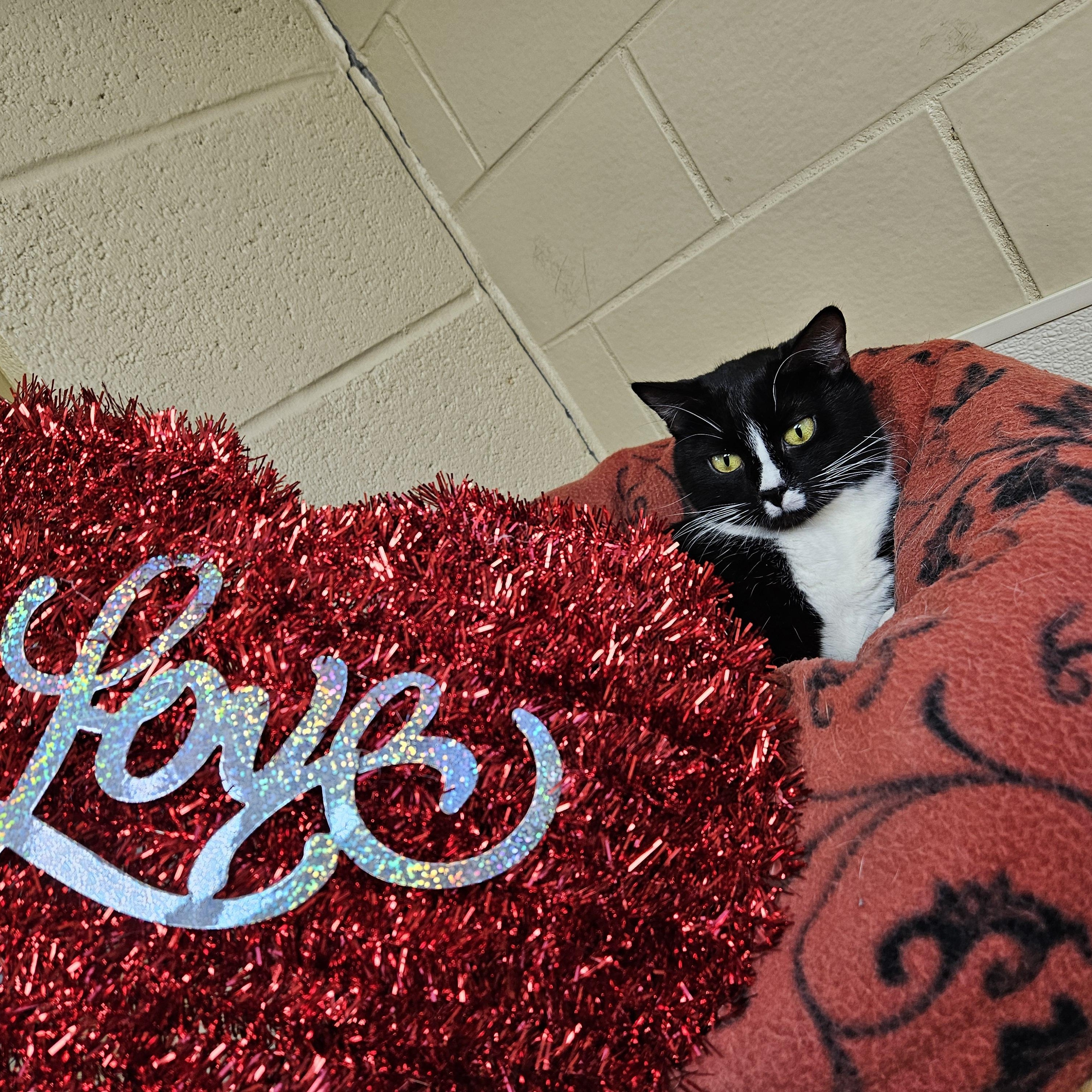 Adeline, an adopted Domestic Short Hair in Myerstown, PA_image-1