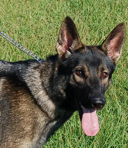 SHANNON, a Adoptable German Shepherd Dog in Preston, CT image 2/6