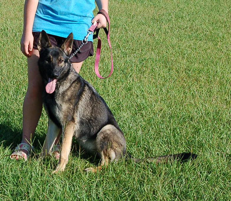 SHANNON, a Adoptable German Shepherd Dog in Preston, CT image 3/6