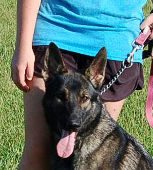 SHANNON, a Adoptable German Shepherd Dog in Preston, CT image 4/6