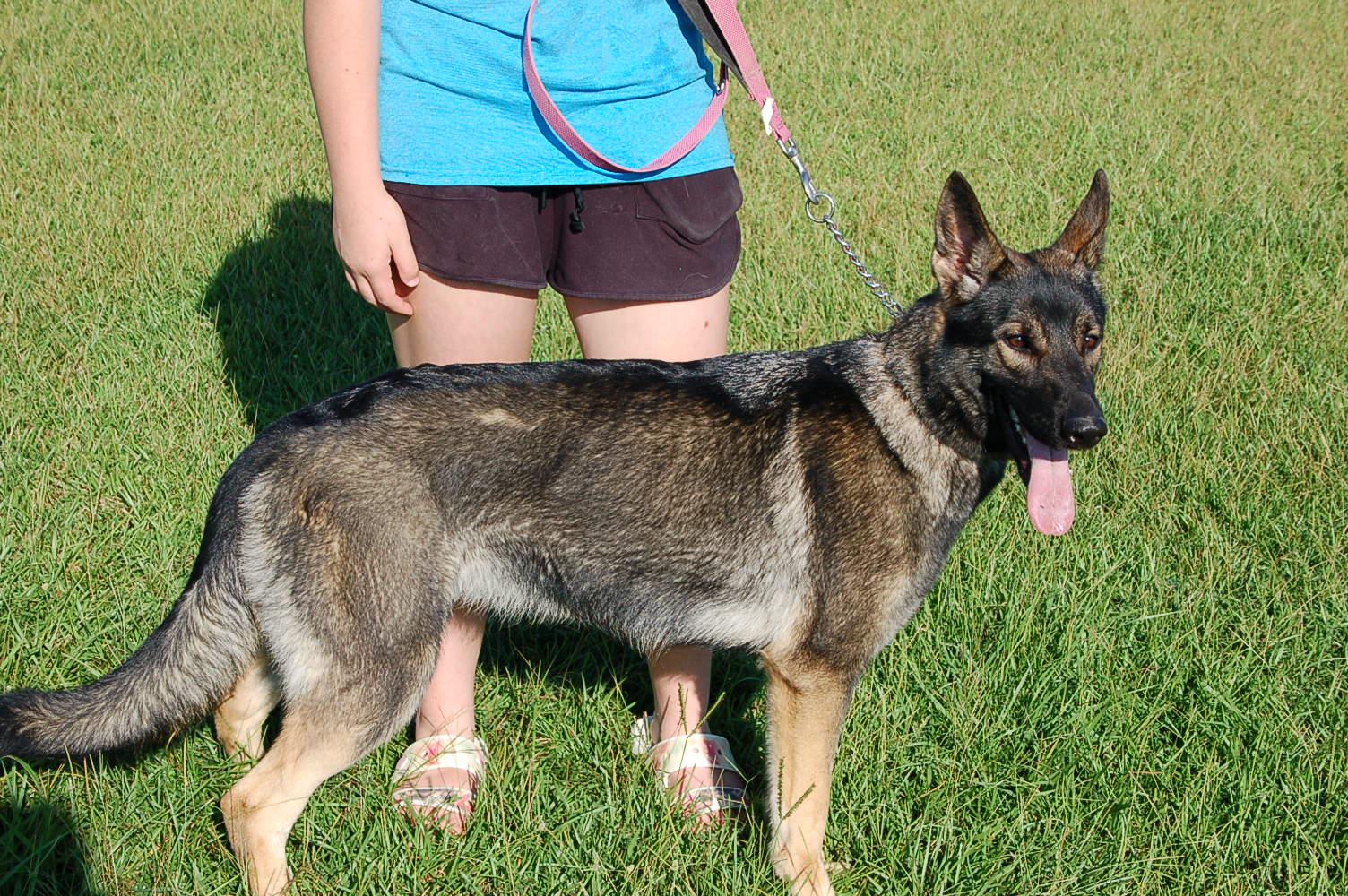 SHANNON, a Adoptable German Shepherd Dog in Preston, CT image 5/6