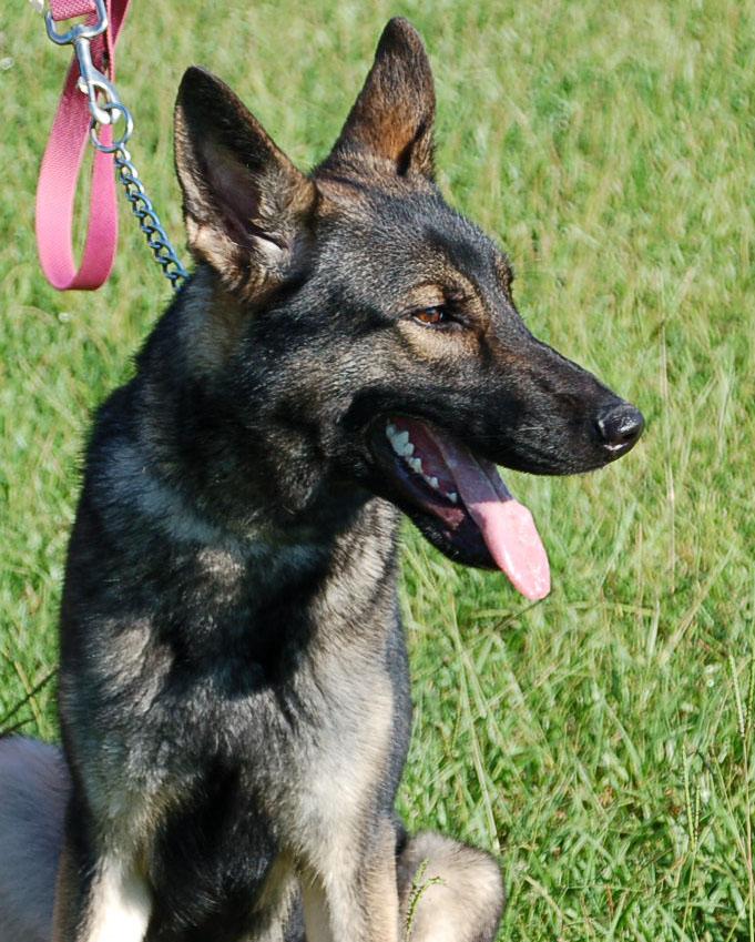 SHANNON, a Adoptable German Shepherd Dog in Preston, CT image 6/6