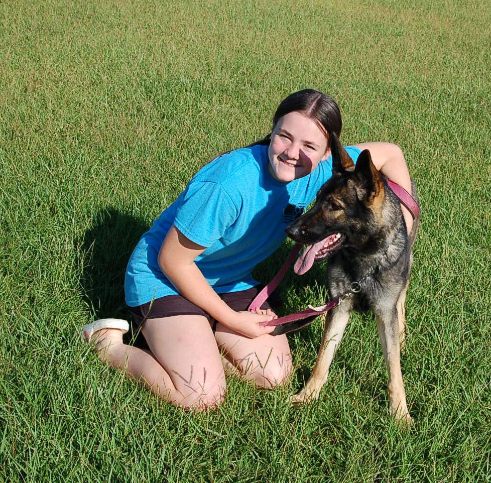 SHANNON, Adoptable, Young Female German Shepherd Dog.