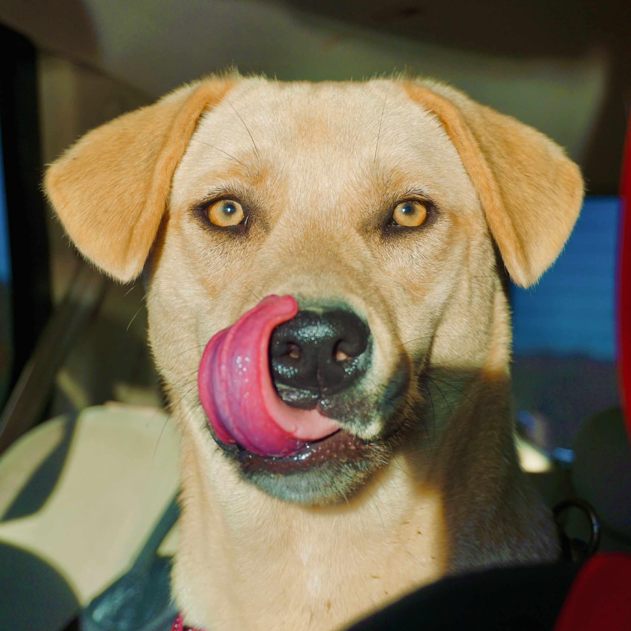 Chickie, a Adoptable Labrador Retriever in San Diego, CA image 2/4