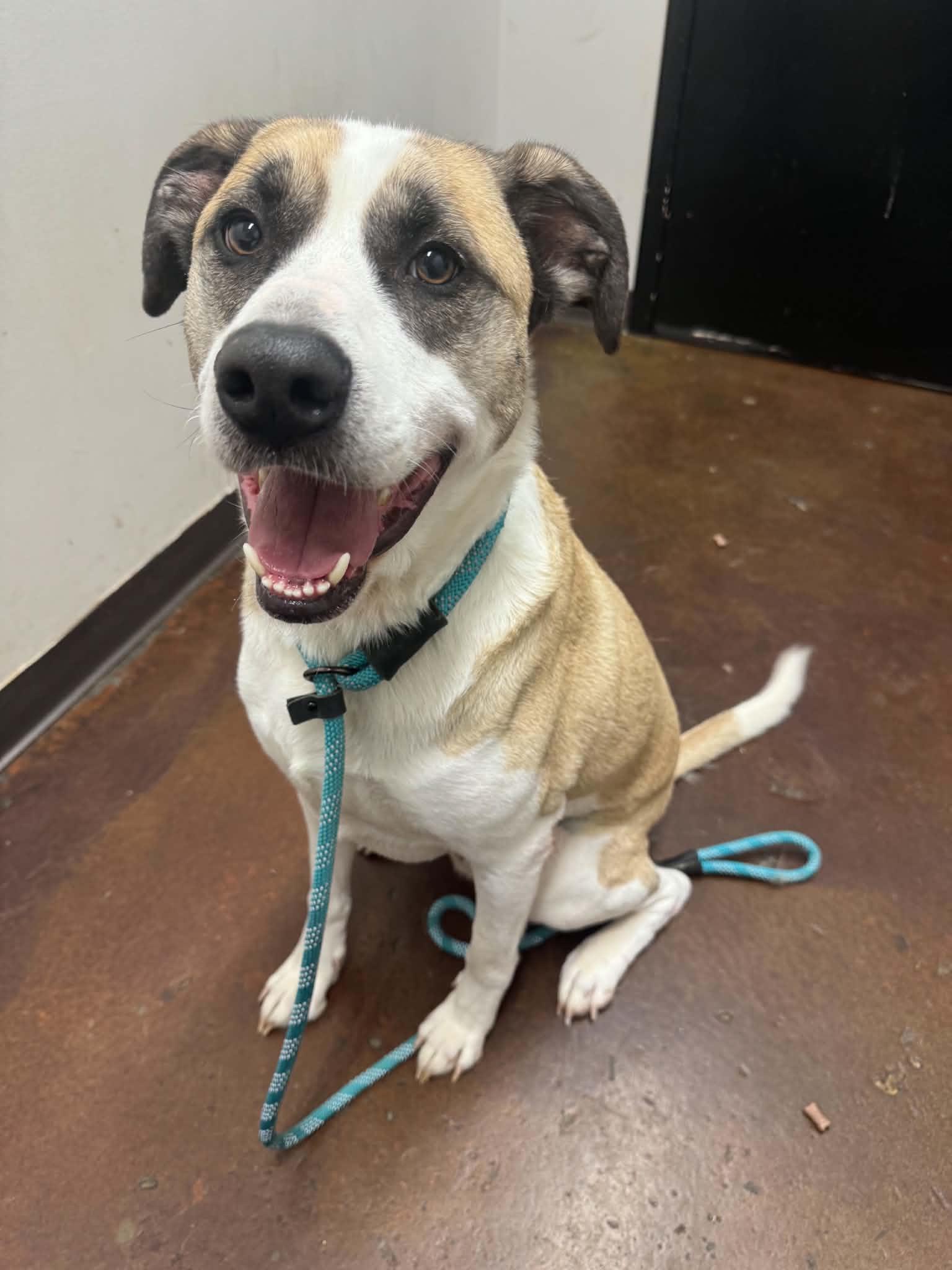 Enlarge Knicks, a Adoptable mixed breed in Shelbyville, KY image 4/5