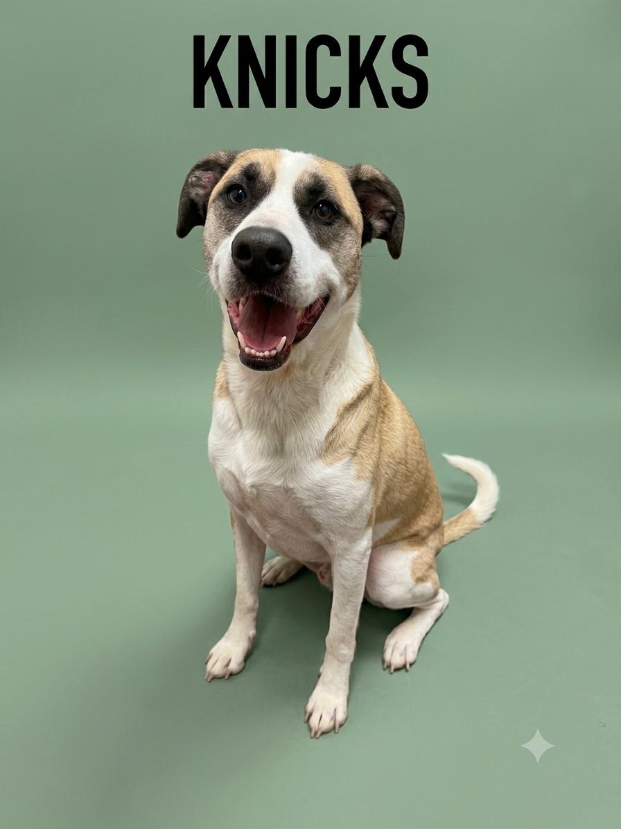 Enlarge Knicks, a Adoptable mixed breed in Shelbyville, KY image 1/5