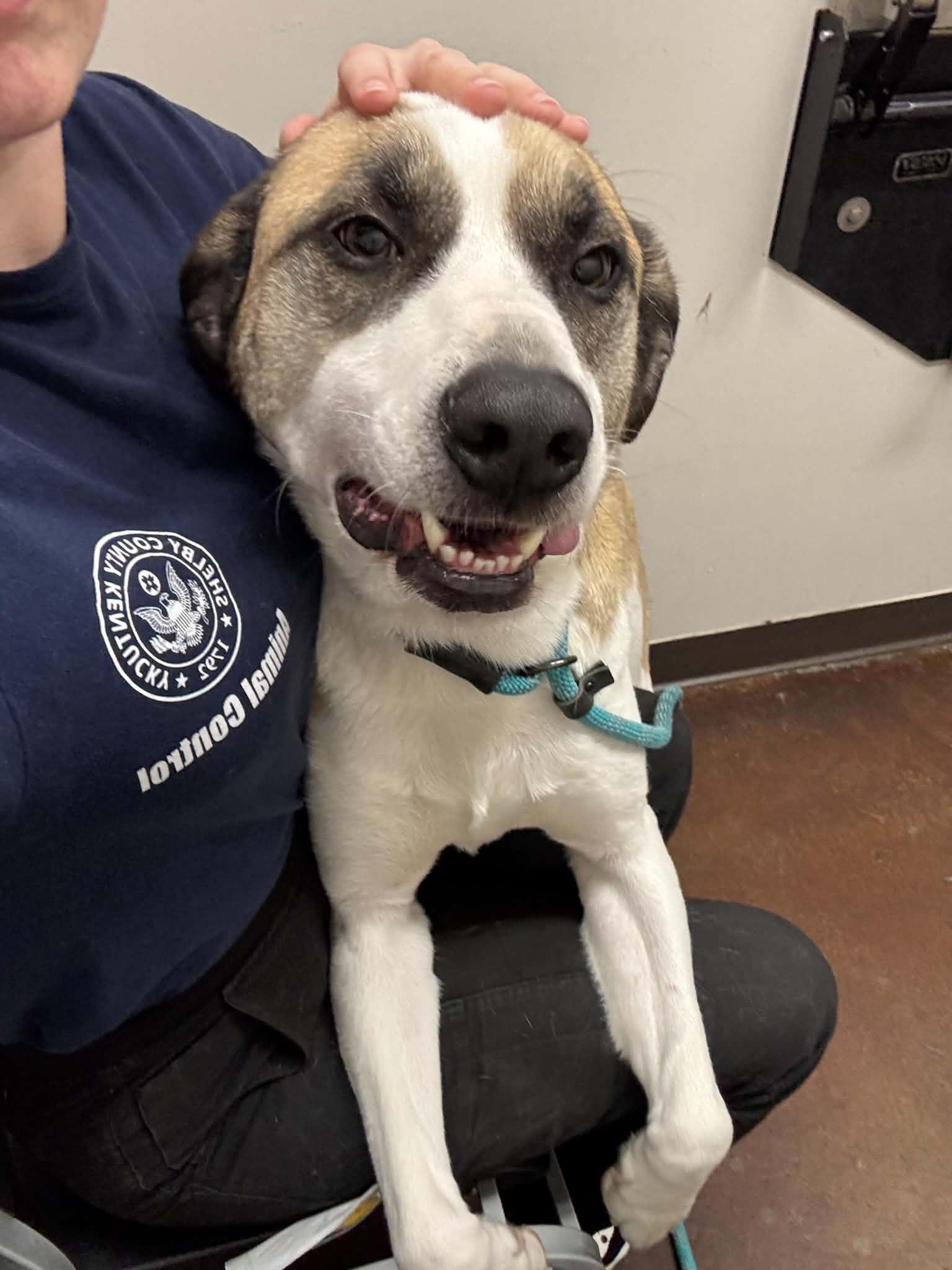 Enlarge Knicks, a Adoptable mixed breed in Shelbyville, KY image 5/5