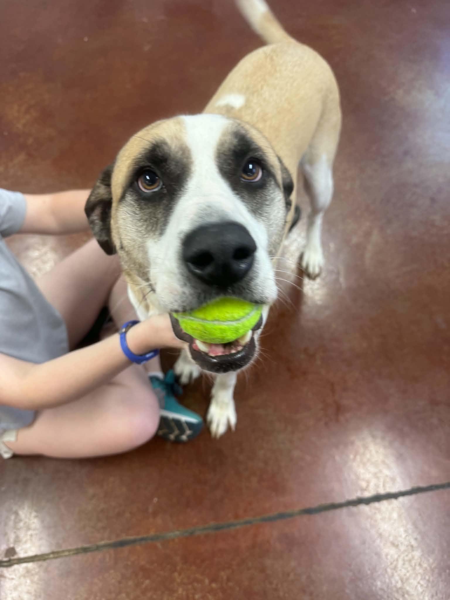 Enlarge Knicks, a Adoptable mixed breed in Shelbyville, KY image 2/5