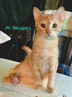 Mr Swaggers photo