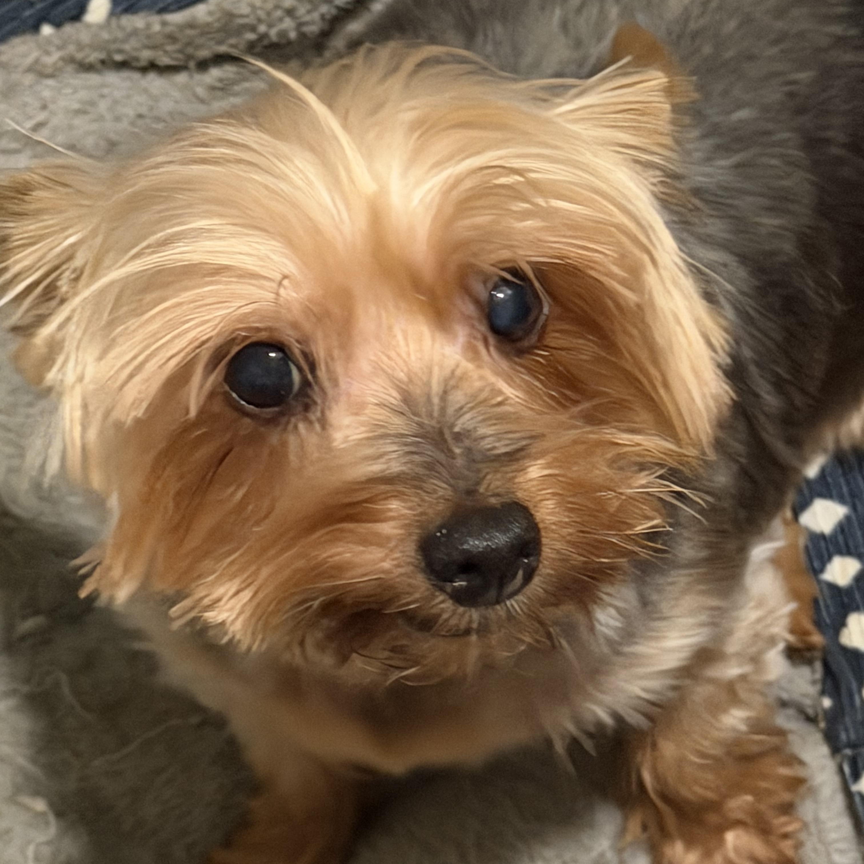 Enlarge Stella, a ADOPTABLE Yorkshire Terrier in Tarzana, CA image 1/6