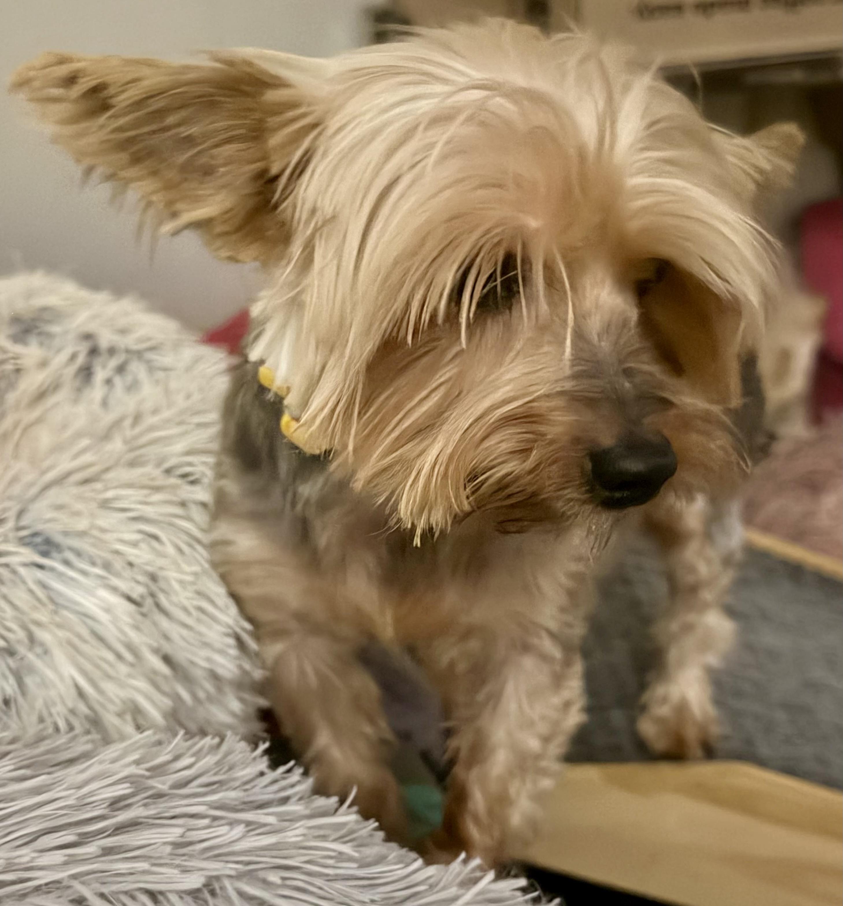 Enlarge Stella, a ADOPTABLE Yorkshire Terrier in Tarzana, CA image 3/6