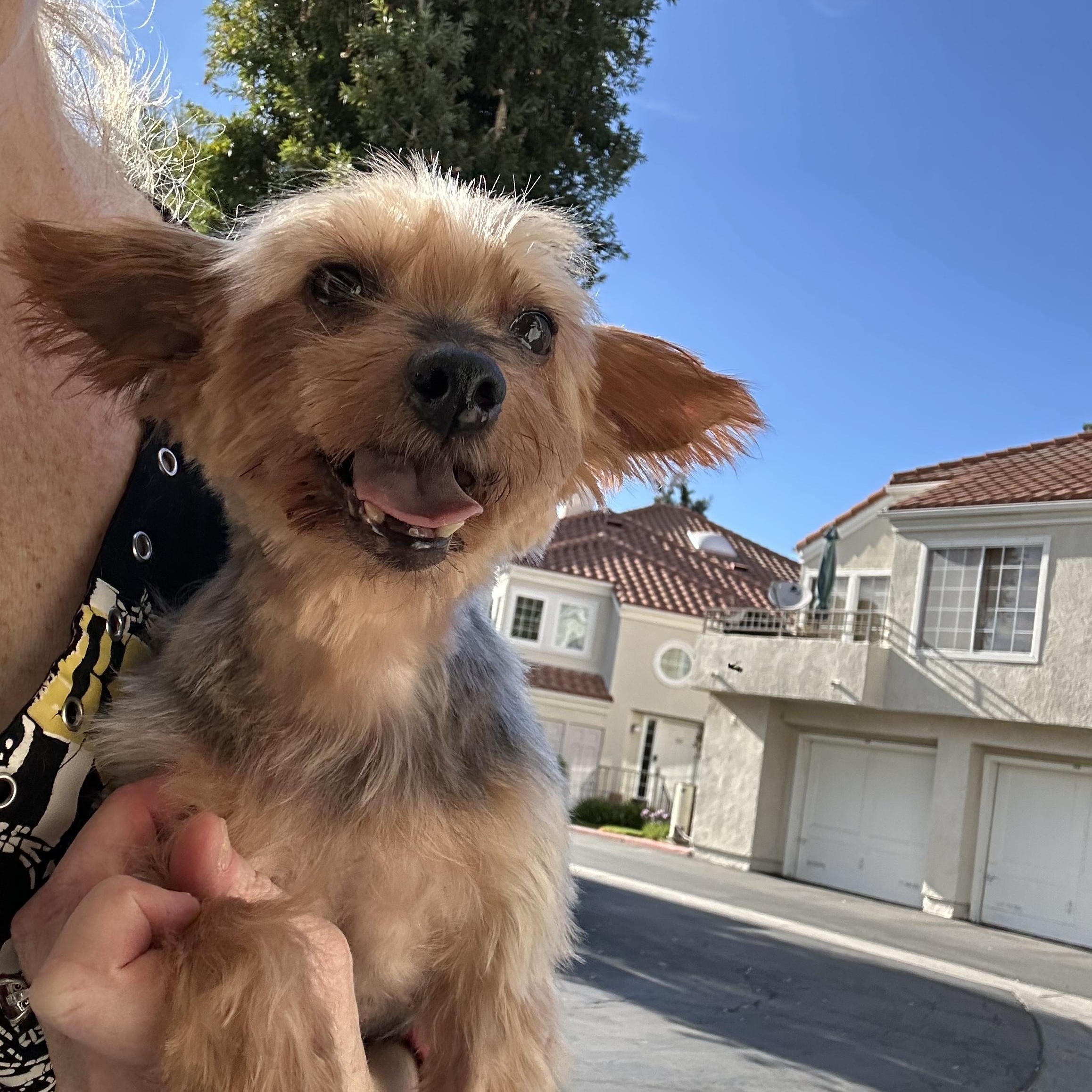 Enlarge Stella, a ADOPTABLE Yorkshire Terrier in Tarzana, CA image 5/6