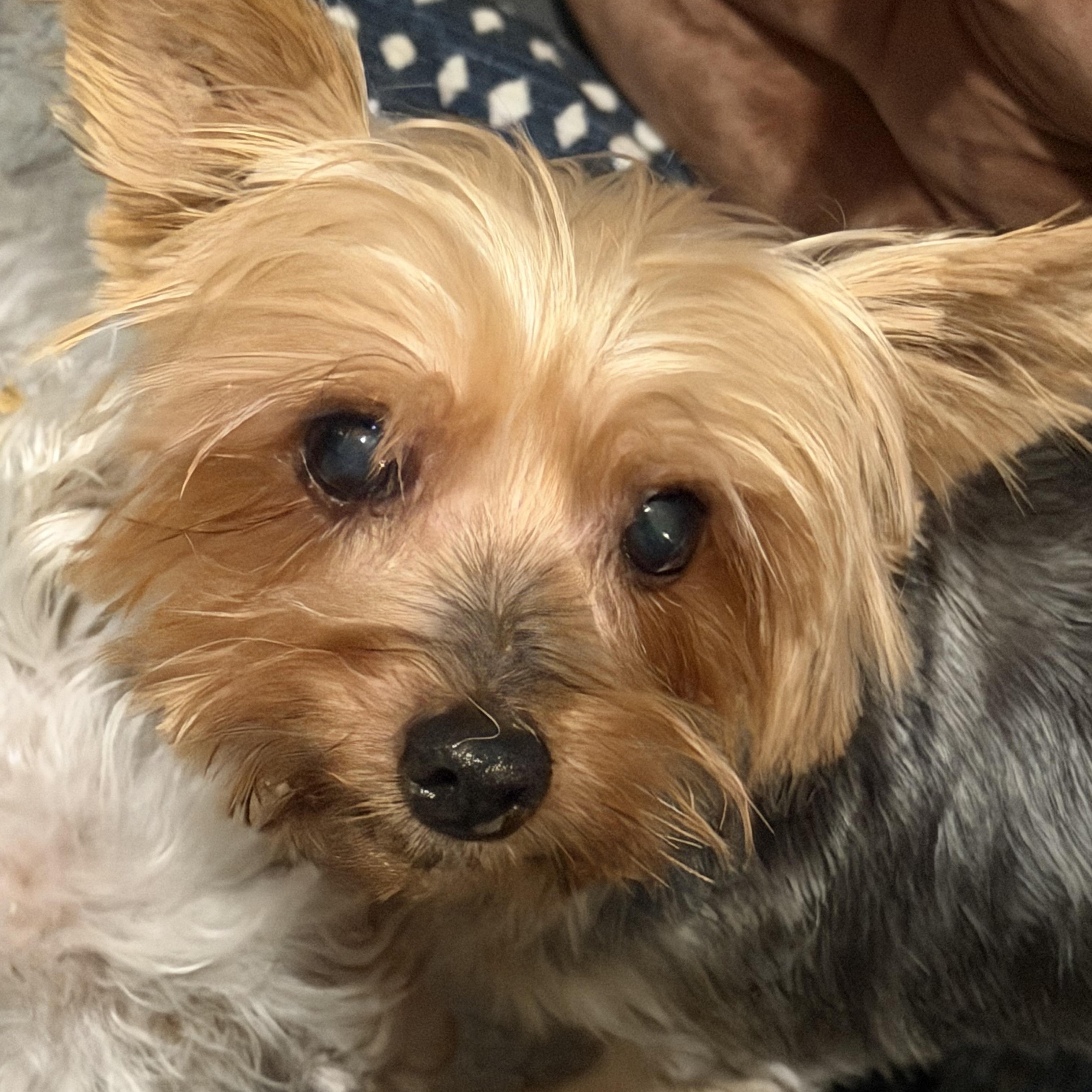 Enlarge Stella, a ADOPTABLE Yorkshire Terrier in Tarzana, CA image 2/6