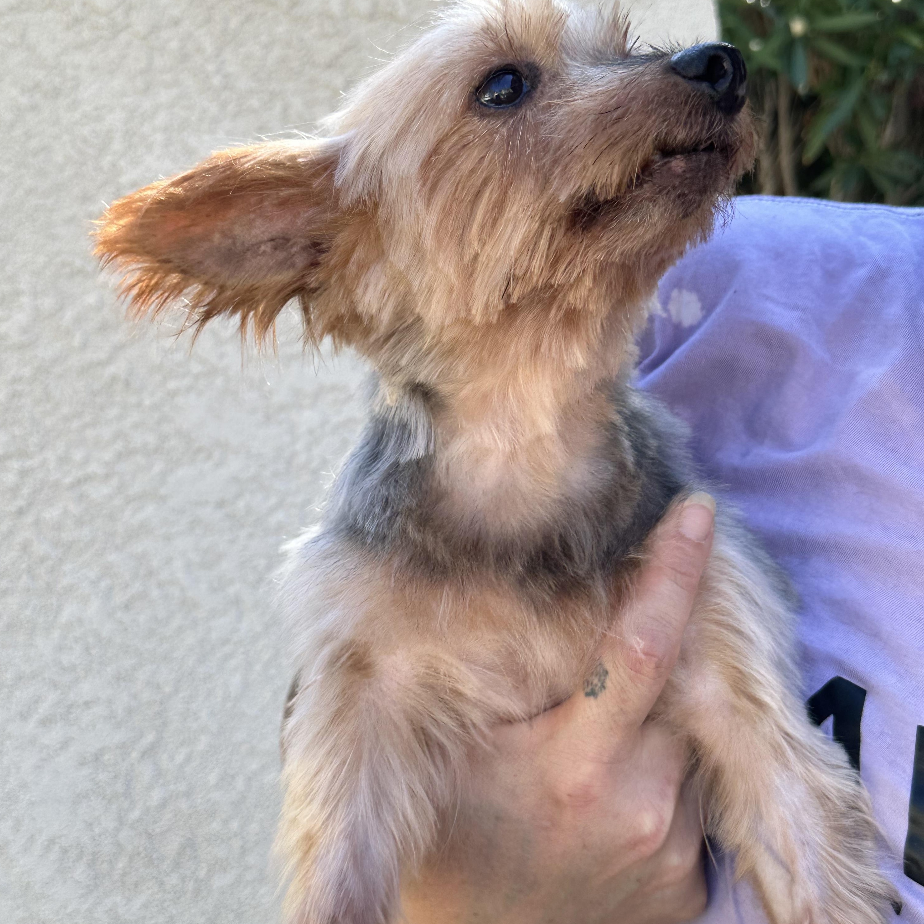 Enlarge Stella, a ADOPTABLE Yorkshire Terrier in Tarzana, CA image 4/6