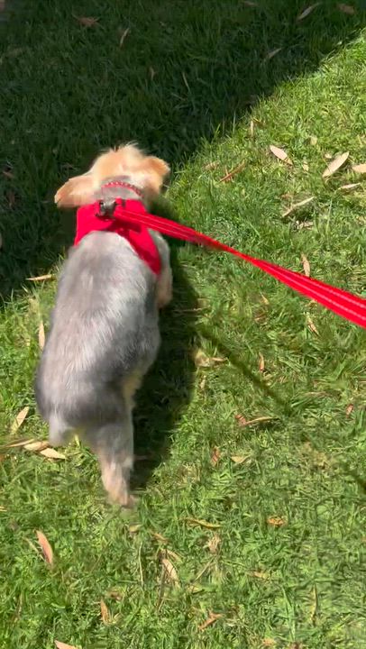 Enlarge Stella, a ADOPTABLE Yorkshire Terrier in Tarzana, CA video 6/6