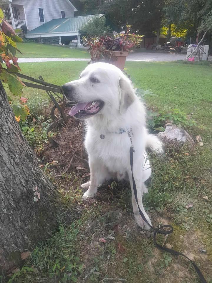 Enlarge Yuki, a Adoptable Great Pyrenees in Gallatin, TN image 1/5