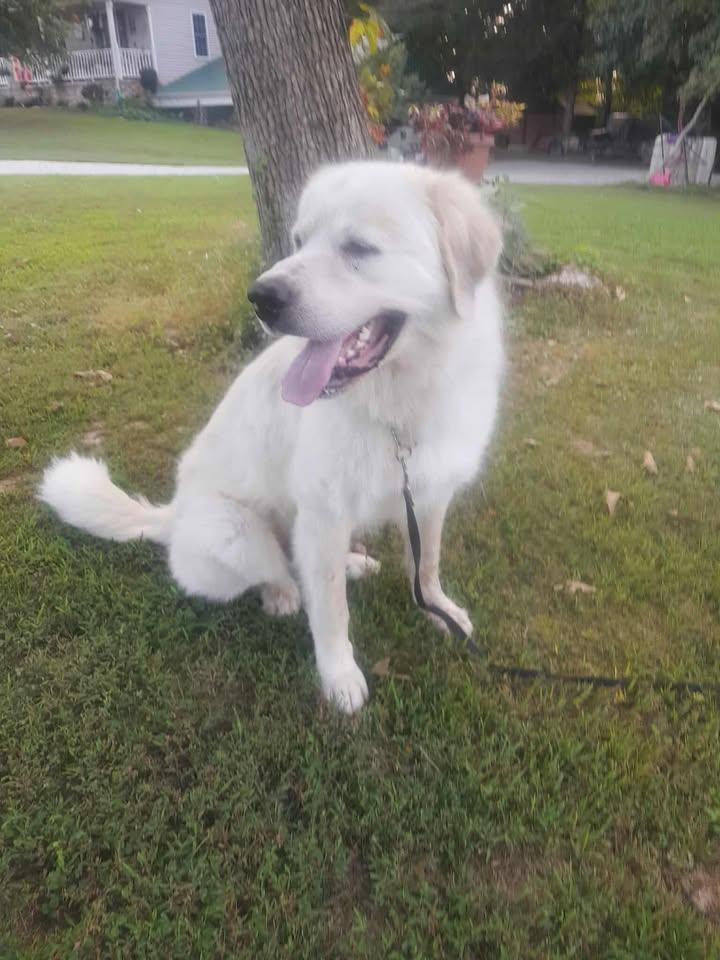 Enlarge Yuki, a Adoptable Great Pyrenees in Gallatin, TN image 2/5