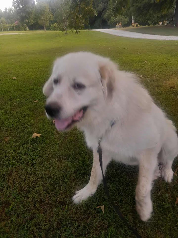 Enlarge Yuki, a Adoptable Great Pyrenees in Gallatin, TN image 3/5