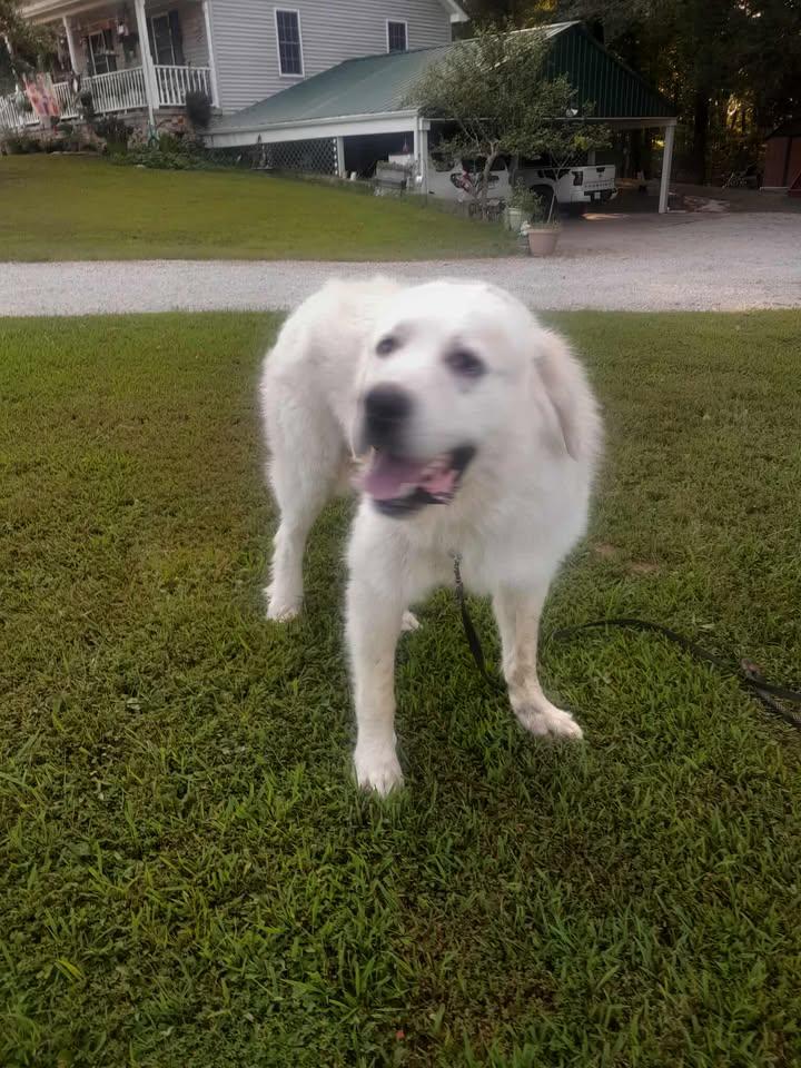 Enlarge Yuki, a Adoptable Great Pyrenees in Gallatin, TN image 4/5