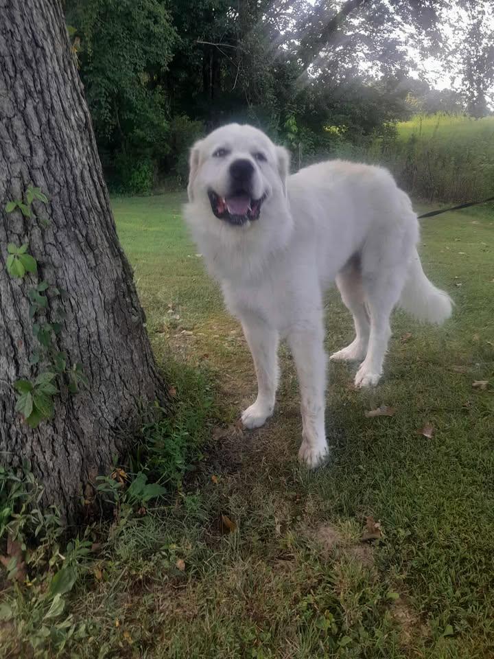 Enlarge Yuki, a Adoptable Great Pyrenees in Gallatin, TN image 5/5