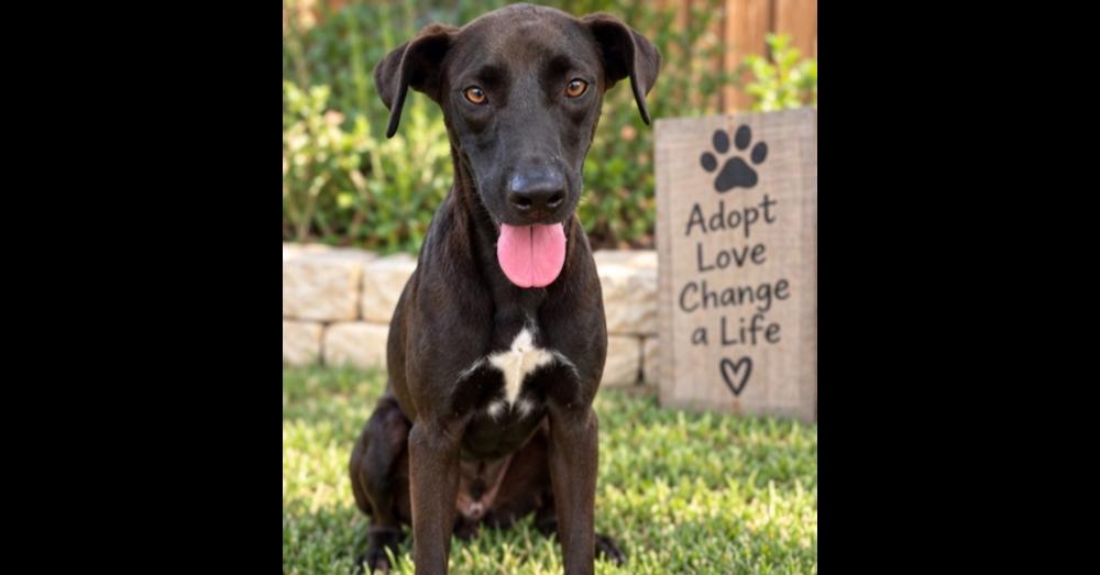 Buddy, Adoptable, Adult Male Labrador Retriever & Great Dane.