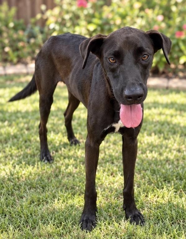 Enlarge Buddy, a Adoptable mixed breed in Harlingen, TX image 2/3