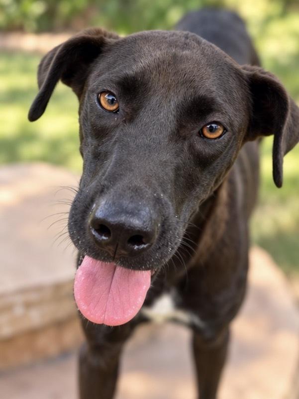 Enlarge Buddy, a Adoptable mixed breed in Harlingen, TX image 3/3