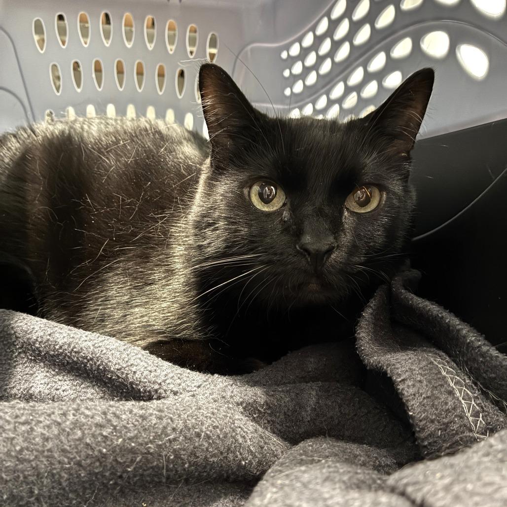 Enlarge Leo 2026 (Casper 2020), a Adoptable Domestic Short Hair in Skokie, IL image 1/4