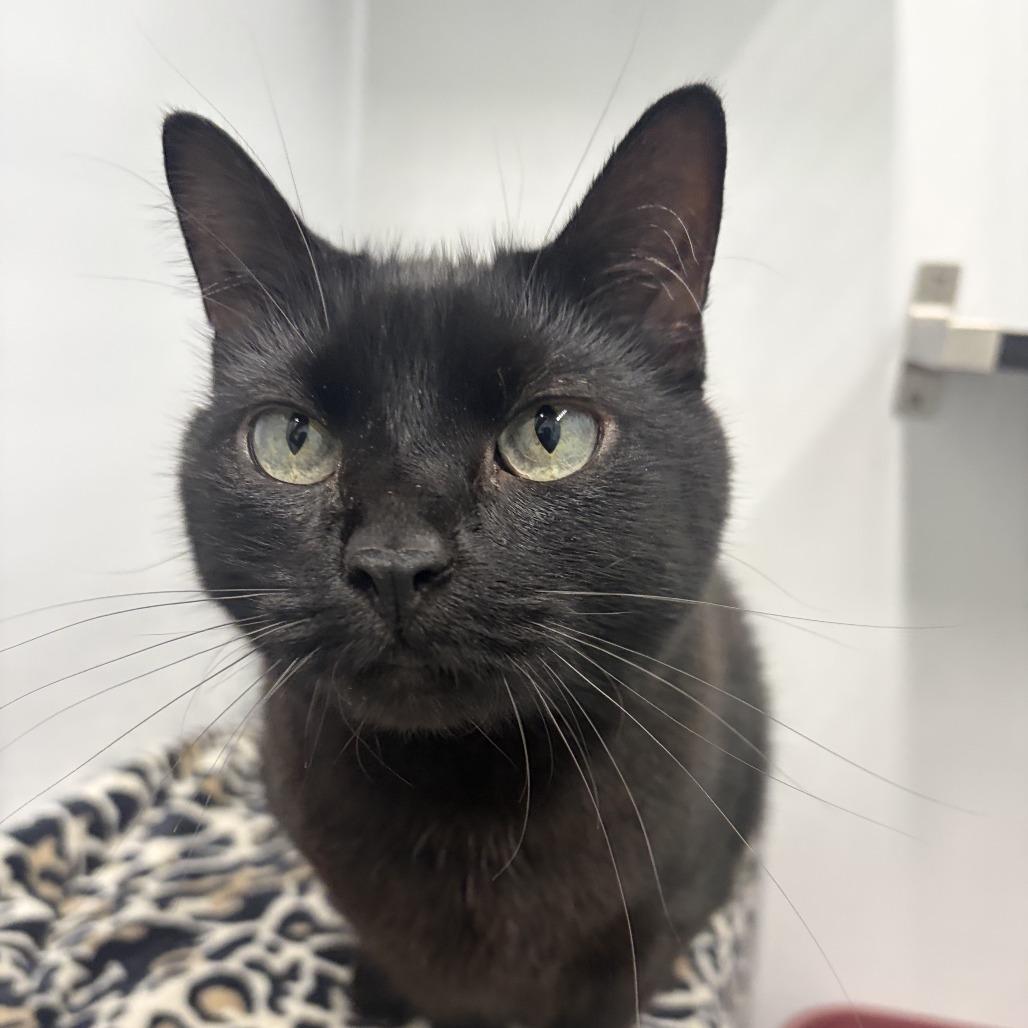 Enlarge Leo 2026 (Casper 2020), a Adoptable Domestic Short Hair in Skokie, IL image 2/4