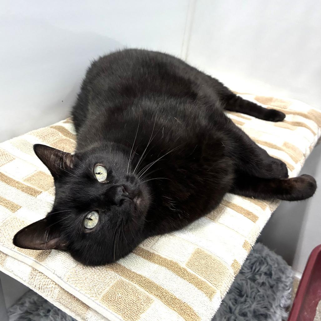 Enlarge Leo 2026 (Casper 2020), a Adoptable Domestic Short Hair in Skokie, IL image 3/4