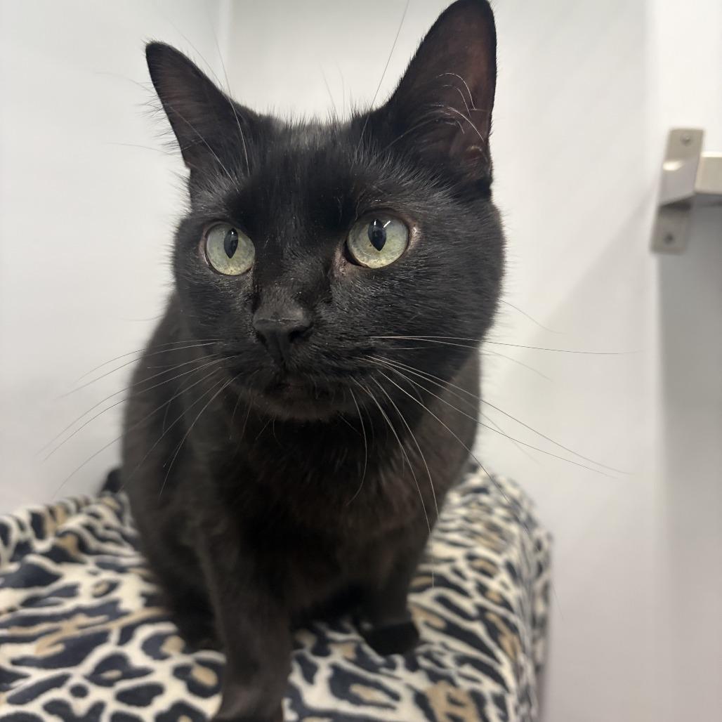 Enlarge Leo 2026 (Casper 2020), a Adoptable Domestic Short Hair in Skokie, IL image 4/4