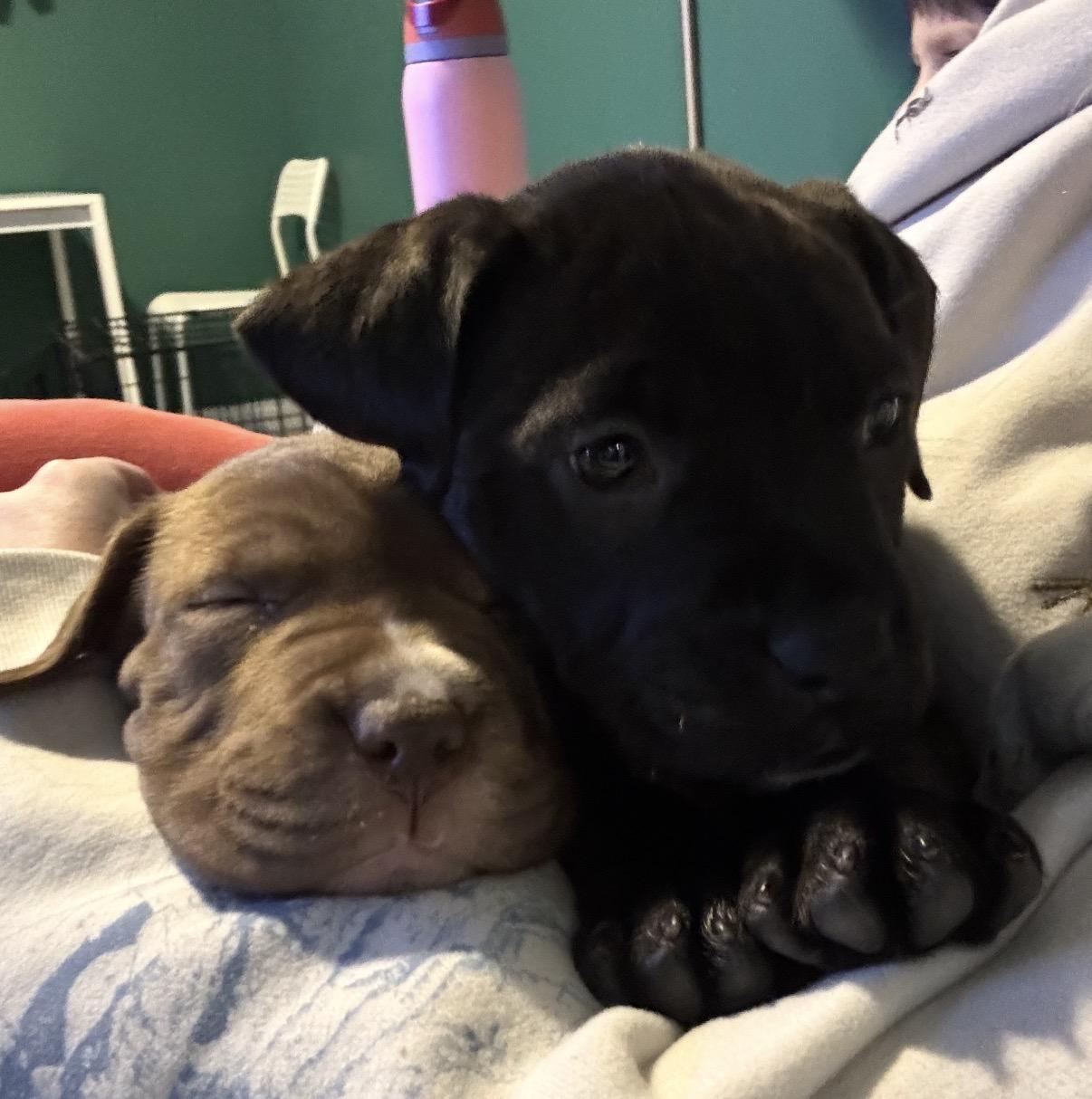 Enlarge Peach, a ADOPTABLE Mixed Breed in Maineville, OH image 2/3