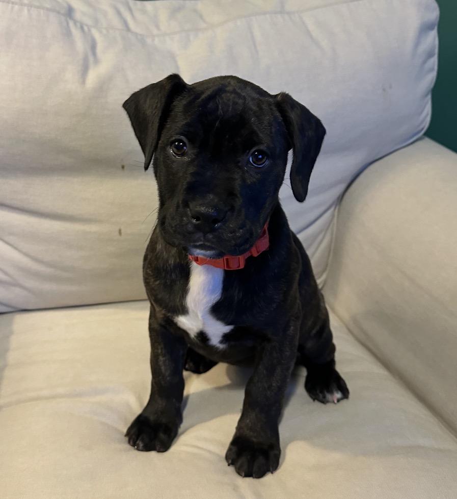 Enlarge Peach, a ADOPTABLE Mixed Breed in Maineville, OH image 3/3