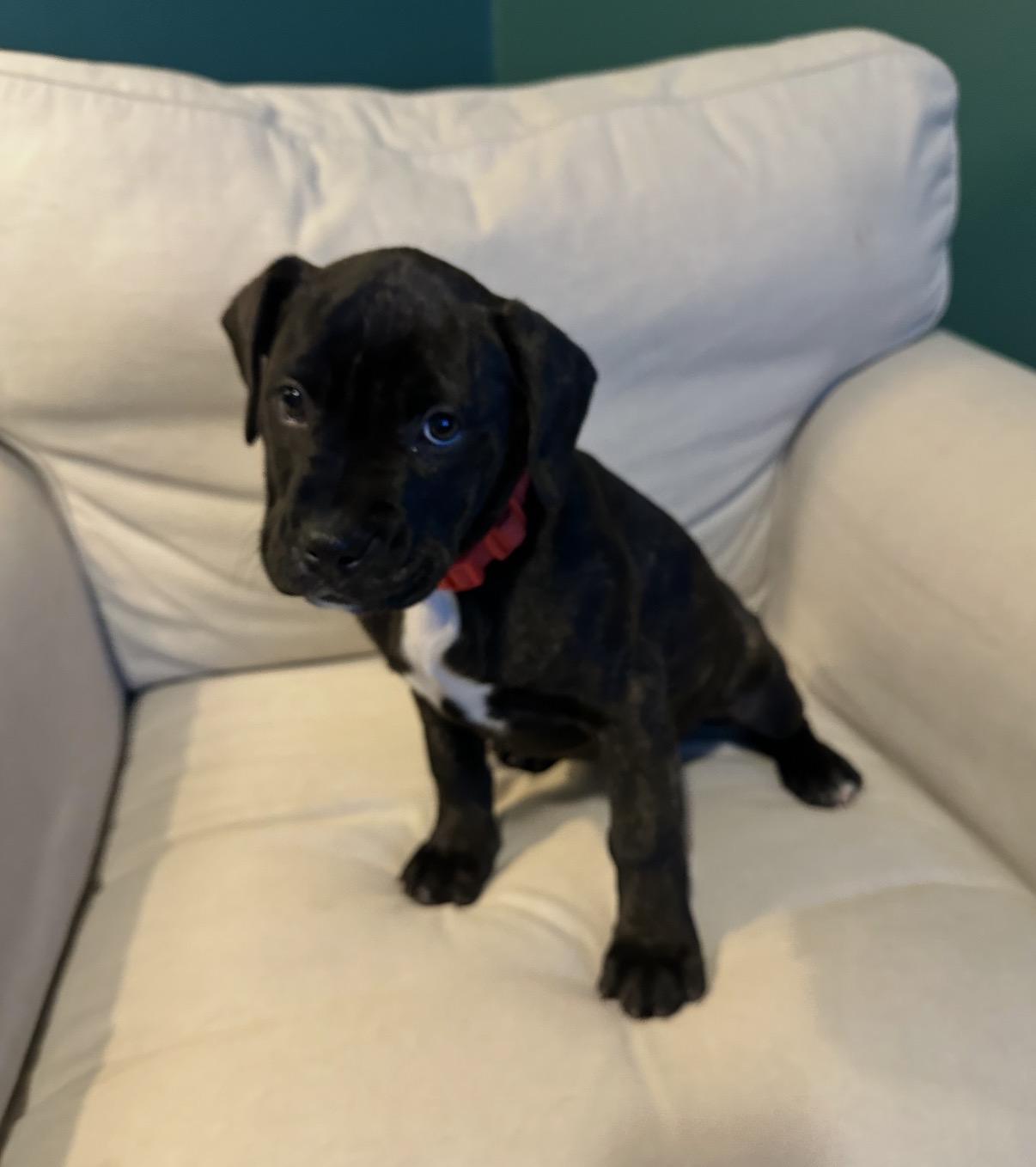 Peach, ADOPTABLE, Puppy Female Mixed Breed.