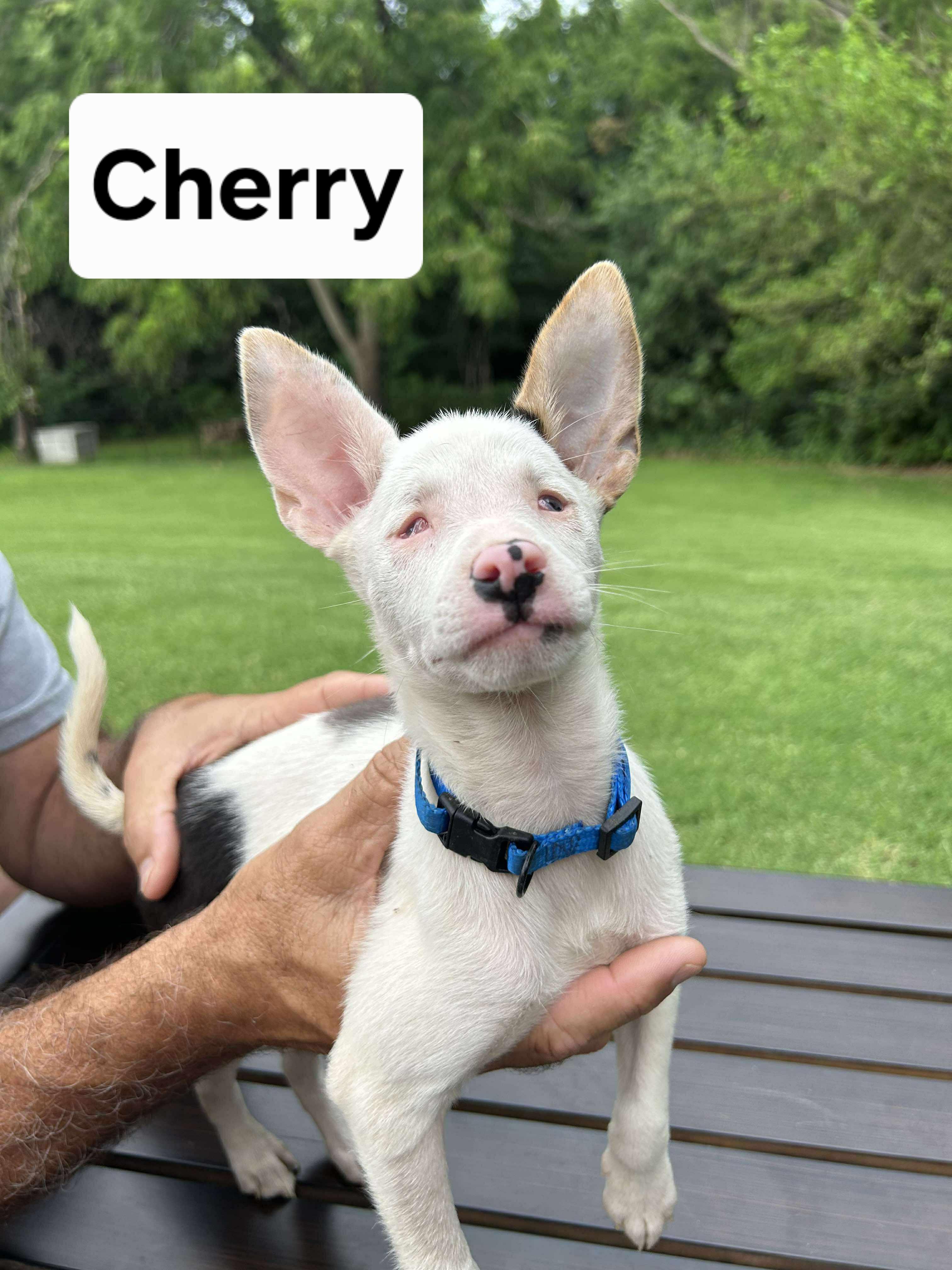 CHERRY $400 photo 5