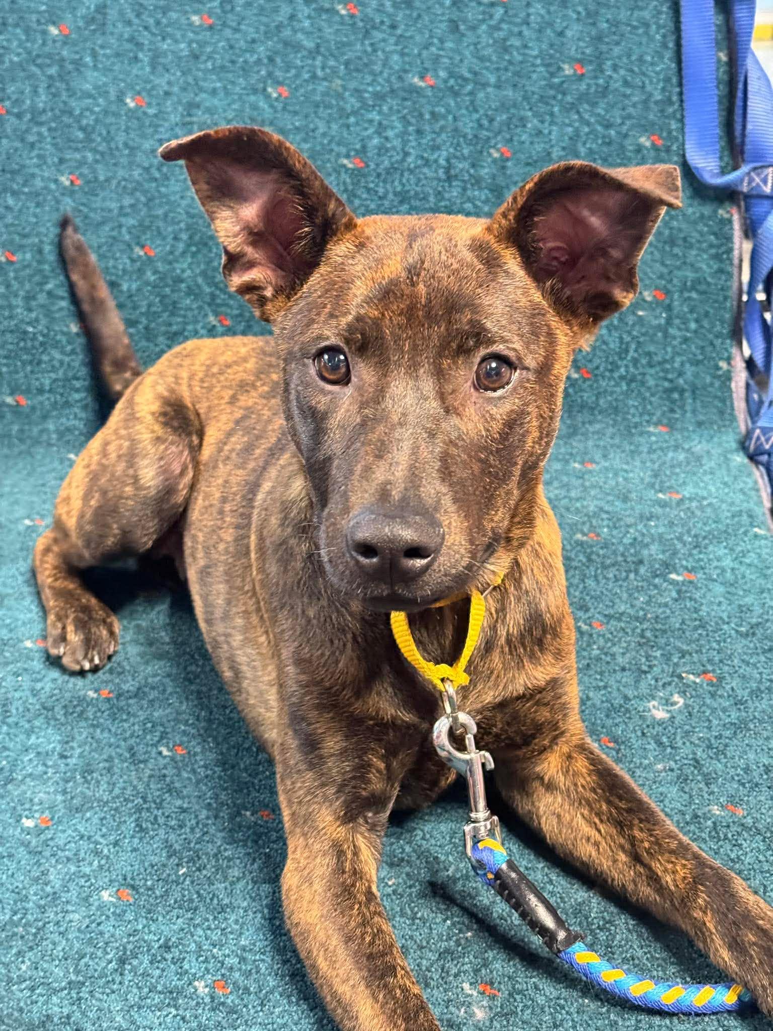 Enlarge Kenzo, a ADOPTABLE mixed breed in San Mateo, CA image 4/6