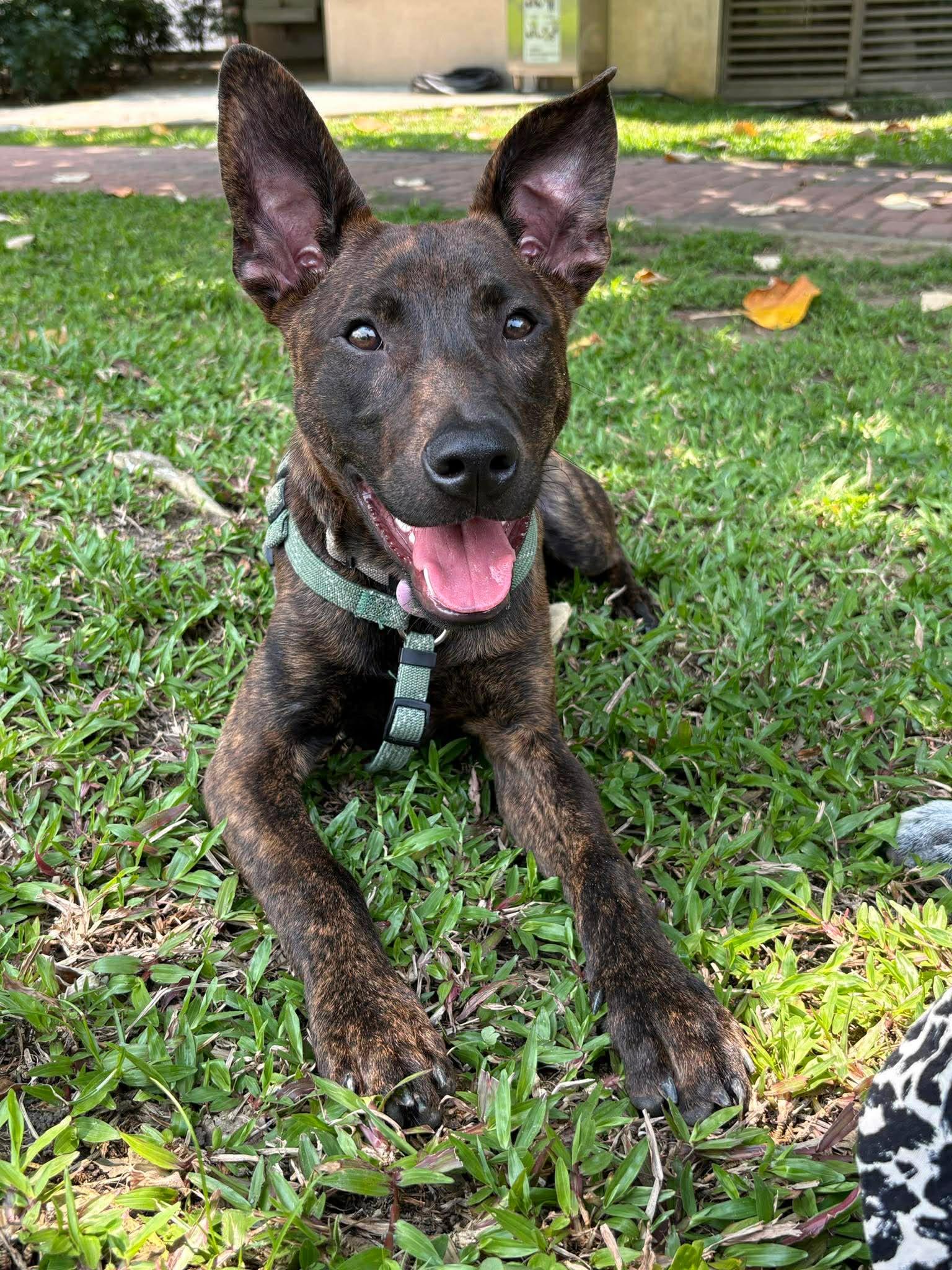 Enlarge Kenzo, a ADOPTABLE mixed breed in San Mateo, CA image 2/6