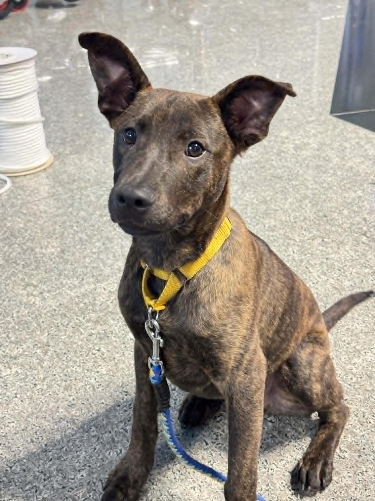 Kenzo, ADOPTABLE, Young Male Labrador Retriever & Mountain Cur.