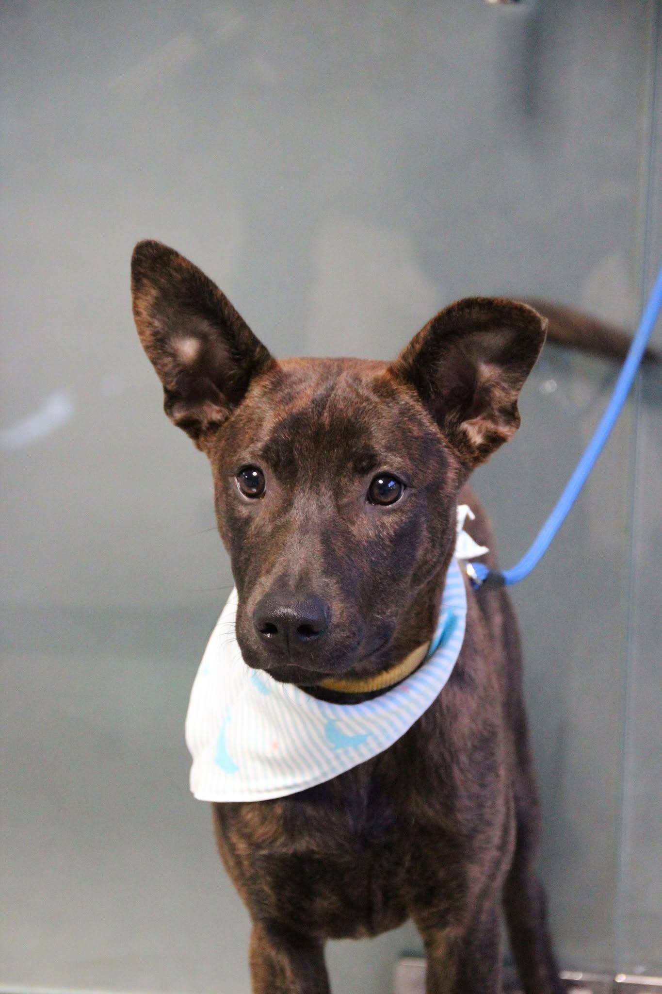 Enlarge Kenzo, a ADOPTABLE mixed breed in San Mateo, CA image 5/6