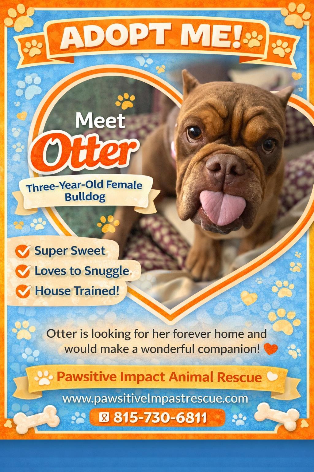 Enlarge Otter, an adopted Bulldog in Joliet, IL image 2/2