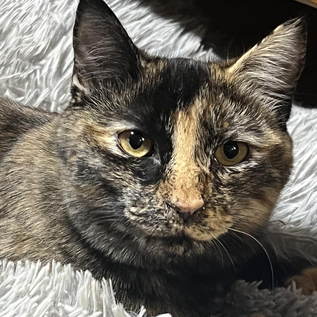 Jinxy, Adoptable, Young Female Domestic Short Hair.