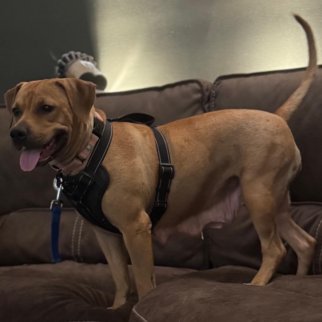 Enlarge Chai, a Adoptable Labrador Retriever in Springboro, OH image 2/5