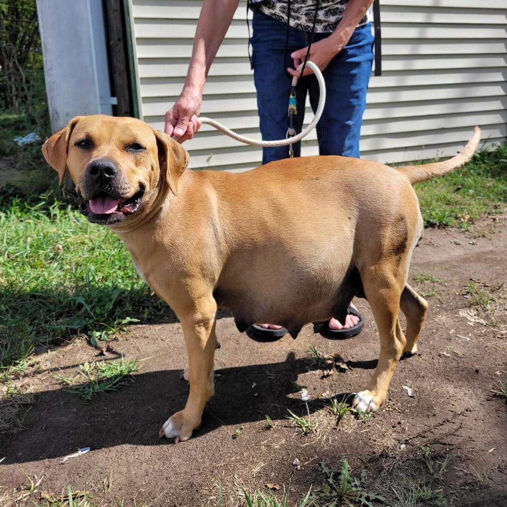 Enlarge Chai, a Adoptable Labrador Retriever in Springboro, OH image 3/5
