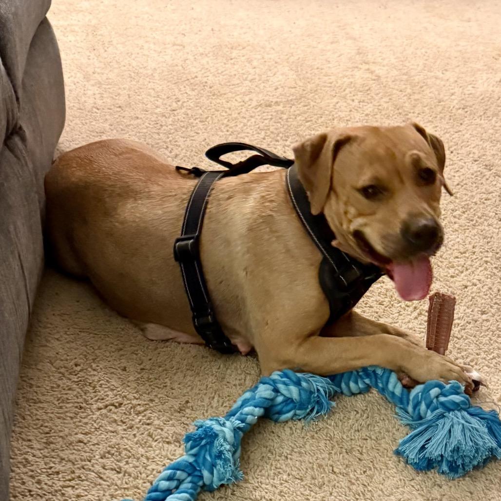 Enlarge Chai, a Adoptable Labrador Retriever in Springboro, OH image 4/5