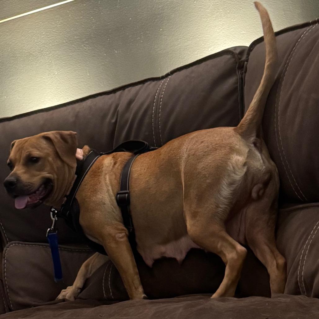 Enlarge Chai, a Adoptable Labrador Retriever in Springboro, OH image 5/5