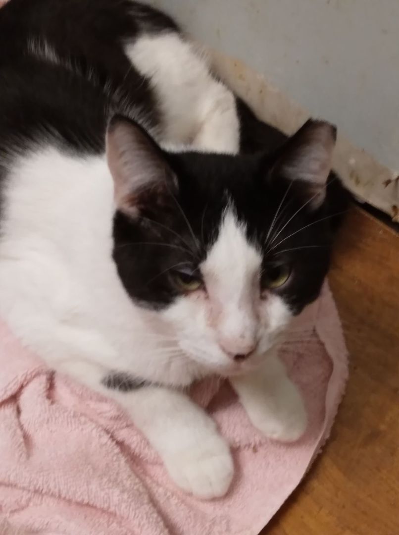 Chester Lee - RICHMOND, IN, Adoptable, Adult Male Domestic Medium Hair.