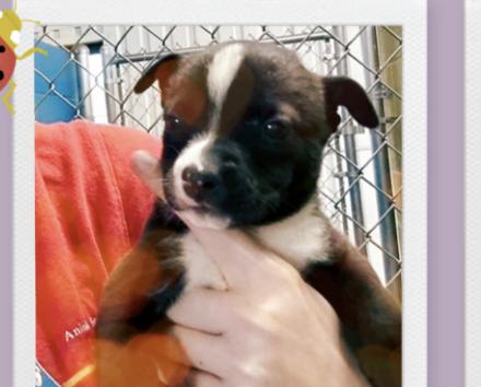 Mantis , ADOPTABLE, Puppy Male Boxer.