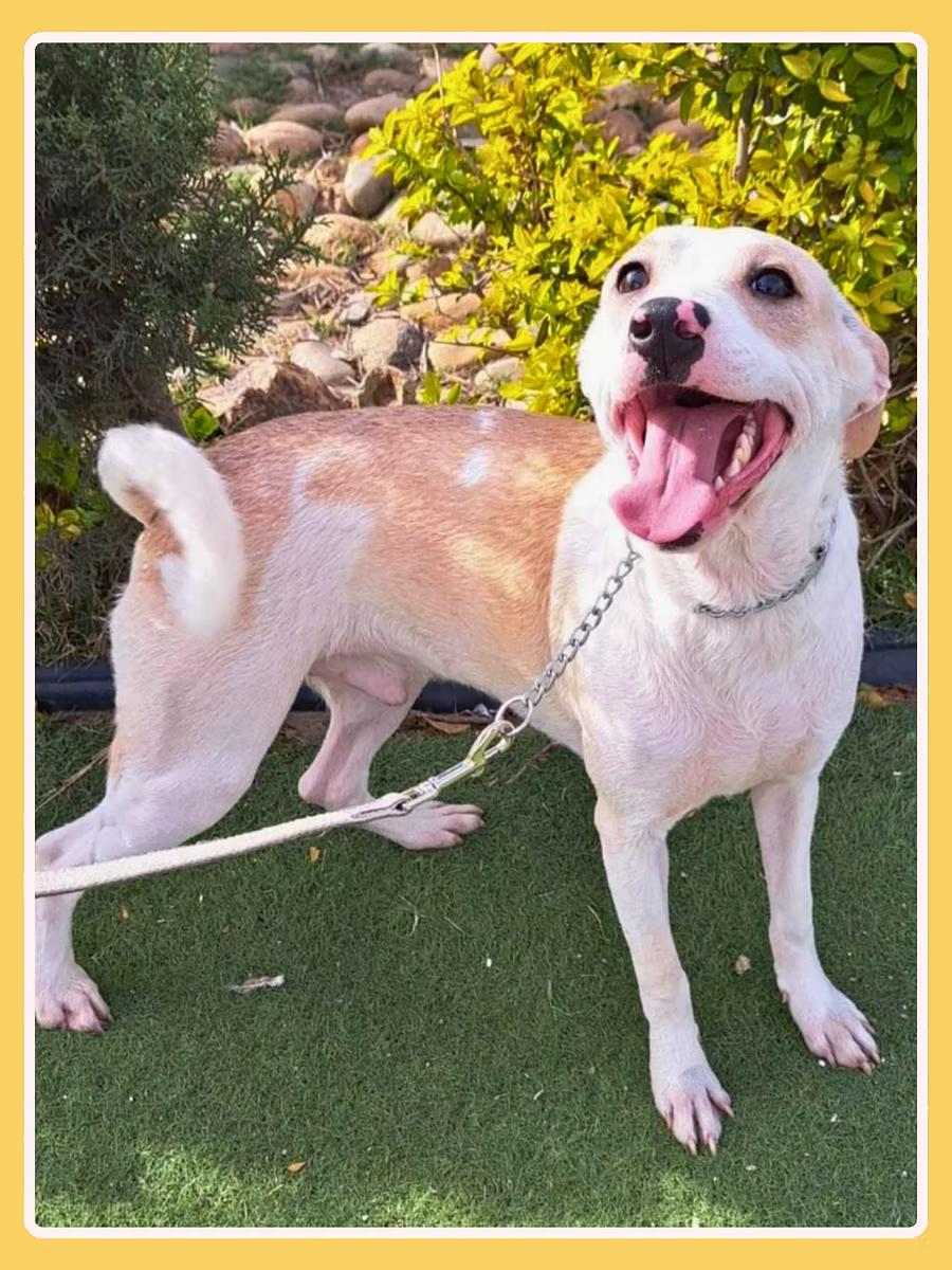 Griffin, a Adoptable mixed breed in San Francisco, CA image 2/4