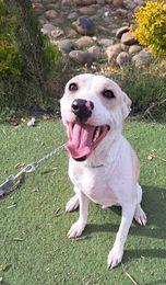 Griffin, a Adoptable mixed breed in San Francisco, CA image 2/6