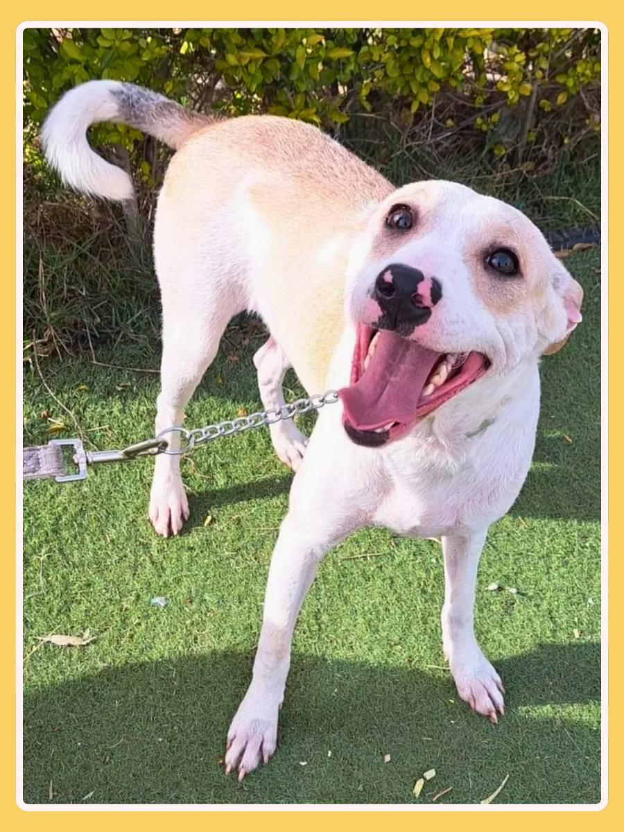 Griffin, a Adoptable mixed breed in San Francisco, CA image 3/4